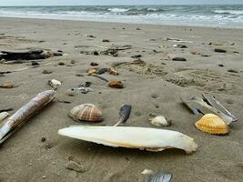 Impressions of the endless beach at the northern sea in Blavand Denmark photo