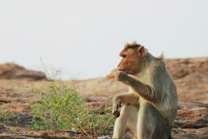 Bonnet Macaque Monkey photo