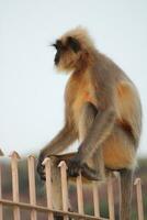 Gray Langur Monkey photo