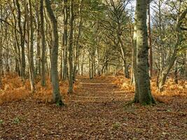 Woodland with bare winter trees and fallen autumn leaves photo