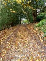 Path through trees covered with fallen autumn leaves photo