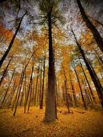 otoño en Kentucky foto