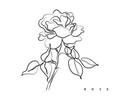 Line art vector of rose.