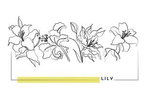 Line art vector of Lily. Lily flower abstract art.
