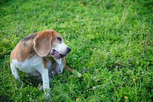 A cute tri-color beagle dog scratching body on green grass outdoor. photo