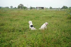 2 white fur beagle dogs sitting in the  grass field after playing. photo