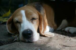 de cerca en rostro, atención en ojo de un adorable beagle perro acostado en el sucio piso,disparo con un superficial profundidad de campo. foto