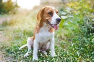 A  tri-color beagle dog sitting on the green grass out door in the field. Focus on face with shallow depth of field. photo