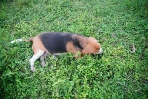 A cute beagle dog lying down on the green grass. photo