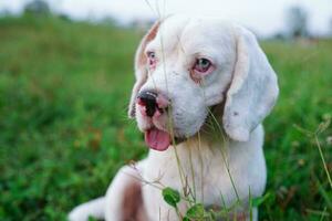 Portrait of a cute white fur beagle dog sitting on the green grass out door in the field. Focus on face,shallow depth of field. photo