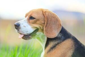Head shot portrait of a cute tri-color beagle dog sitting on the green grass, background bokeh ,shooting with a shallow depth of field . photo