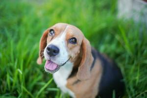 Top view closed-up on face focus on eye of a cute tri-color beagle dog sitting on the grass field ,shallow depth of field. photo