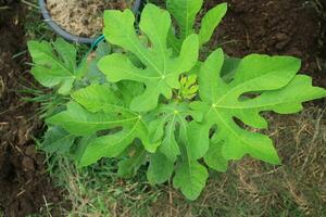 Ficus carica,fig tree in garden,top view closed-up leaves,selective focus. photo