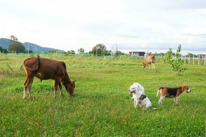 A gang of beagle dog is  guarding a cow which eating grass on the meadow. photo