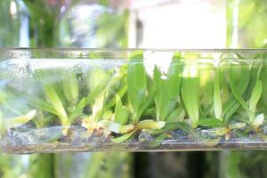 Closed up to the Rhynchostylis gigantea orchid flasks from tissue culture the tissue culture flask is ready to take the orchid plants out for growing in normal environment. photo