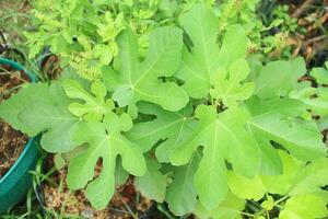 Ficus carica,fig tree in garden,top view closed-up leaves,selective focus. photo