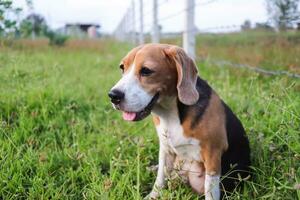 A cute beagle dog sitting on the wild flower field out door in the meadow. Focus on face,shallow depth of field. photo