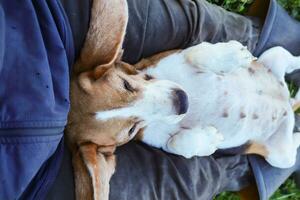 un adorable beagle perro dormido en el del propietario barriga. foto