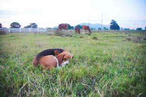A cute  beagle dog is sunbathing by lying on the grass field. photo