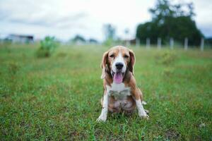 un linda tricolor beagle perro bostezando mientras sentado en el césped campo. foto
