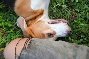 An adorable beagle dog lying on the green grass  beside owner 's thigh. photo