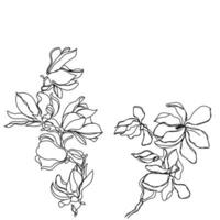 Line art vector of Magnolia flower.