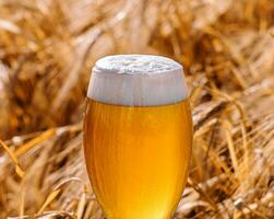 Glass of beer against wheat field photo