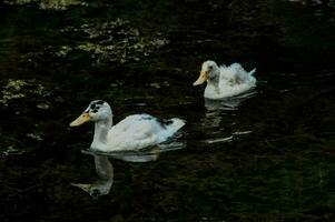 two white ducks swimming in the water photo