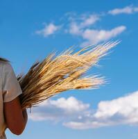 Farm girl holding wheat ears on a field photo