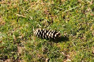 A lone pinecone rests gracefully amidst the lush, green grass, creating a picturesque scene that captures the essence of nature's simplicity. photo