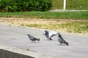 group of three common pigeons searching for food in a park photo