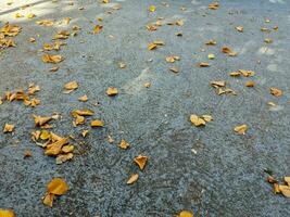 road background with tree leaves fallen from the trees due to the change of season photo