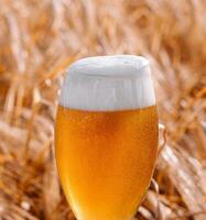 glass of blonde beer on wooden table with sunny wheat field photo