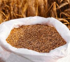 wheat grains in a bag with ears photo