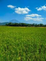 Green rice farm landscape against blue sky and mountains photo