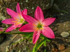 el lirio de lluvia rosa es una especie de planta del género zephyranthes o lirio de lluvia originaria de perú y colombia. foto