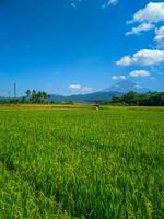 Green rice farm landscape against blue sky and mountains photo