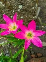 el lirio de lluvia rosa es una especie de planta del género zephyranthes o lirio de lluvia originaria de perú y colombia. foto