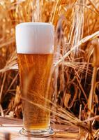 glass of beer in a wheat field photo