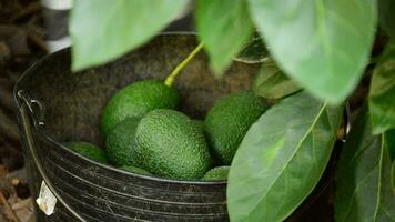 Harvest avocados in basket video
