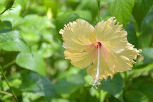 hermosa naranja hibisco flores floreciente en un jardín en bangkok, Tailandia foto