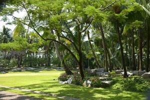 palm trees and green trees beauty nature in garden Bangkok Thailand photo