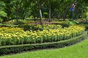 Field of beautiful blooming yellow marigolds in a Bangkok park, Thailand photo