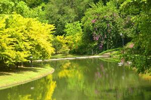 landscape lake and green trees beauty nature in garden Bangkok  Thailand photo