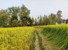 A Paddy Field's Tranquility in Beautiful Background photo