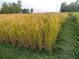 A Paddy Field's Tranquility in Beautiful Background photo