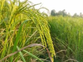 Close up of rice plant picture photo