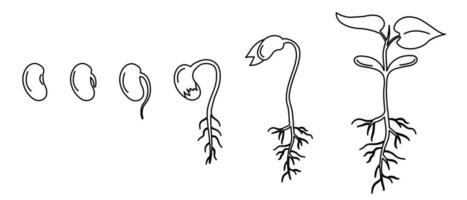 frijol semilla germinación en etapas planta crecimiento pasos. infografia de el planta de semillero desarrollo proceso vector