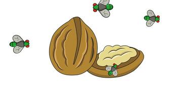 Animation of walnuts landing on flies video