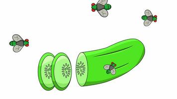 animation de une concombre étant attaqué par mouches video